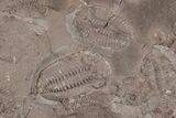 Ordovician Trilobite Mortality Plate (Pos/Neg) - Morocco #194112-2